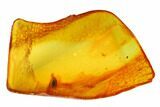 Detailed Fossil Beetle (Coleoptera) in Baltic Amber #145484-1